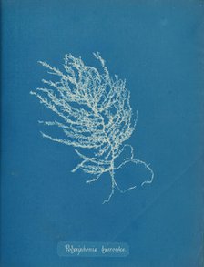 Polysiphonia byssoides, ca. 1853. Creator: Anna Atkins.