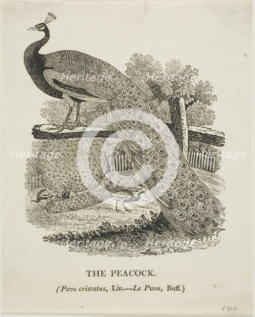 Peacock, n.d. Creator: Thomas Bewick.