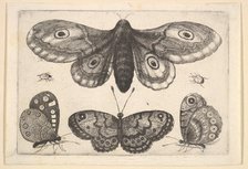 A moth, three butterflies and two beetles, 1646. Creator: Wenceslaus Hollar.