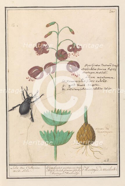 Turks cap lily (Lilium martagon), 1596-1610. Creators: Anselmus de Boodt, Elias Verhulst.