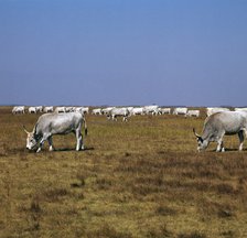 Hungarian white cattle. Artist: CM Dixon Artist: Unknown