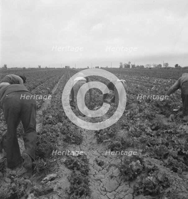 Filipinos cutting lettuce, Imperial Valley, CA, 1939. Creator: Dorothea Lange.