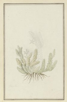 Duvalia caespitosa (Masson) Haw (Milkweed), 1777-1786. Creator: Robert Jacob Gordon.