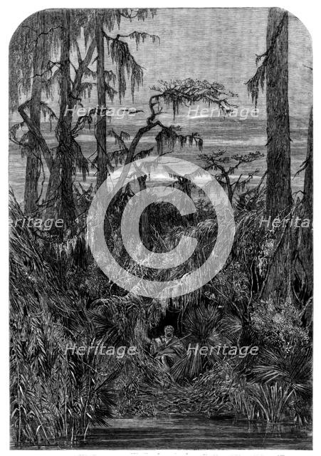 Transatlantic Sketches - a Swamp in Louisiana - from a drawing by Mrs. Bodichon, 1858. Creator: Unknown.