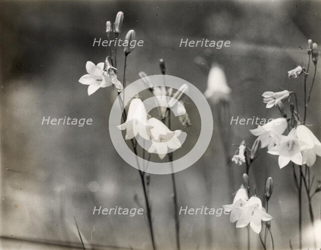 Bell Flower (campanula), between 1915 and 1935. Creator: Frances Benjamin Johnston.