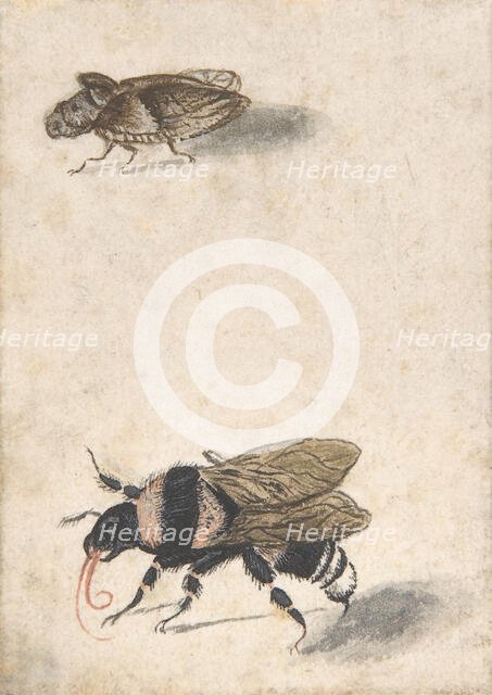 A Bumble Bee and a Fulgoroid, 17th century (?). Creator: Anon.