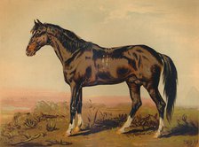 'A Dongola Horse', c1850, (c1879). Creator: James Ward.