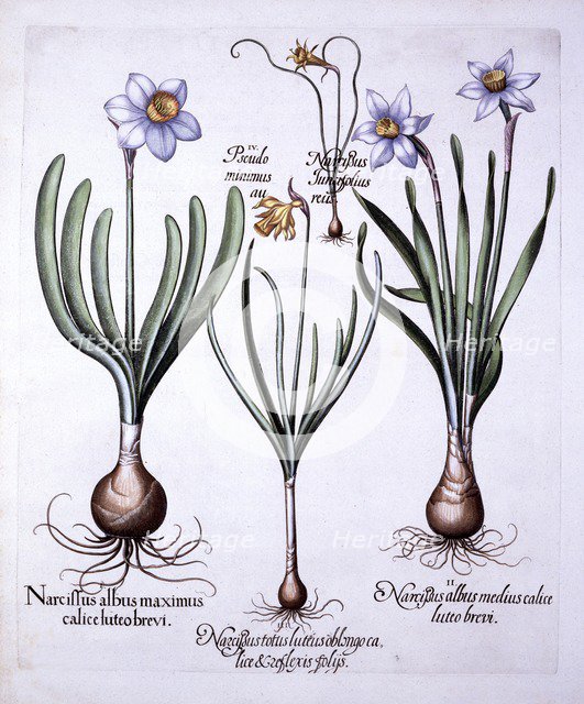 Various Narcissi, from 'Hortus Eystettensis', by Basil Besler (1561-1629), pub. 1613 (hand-coloured 