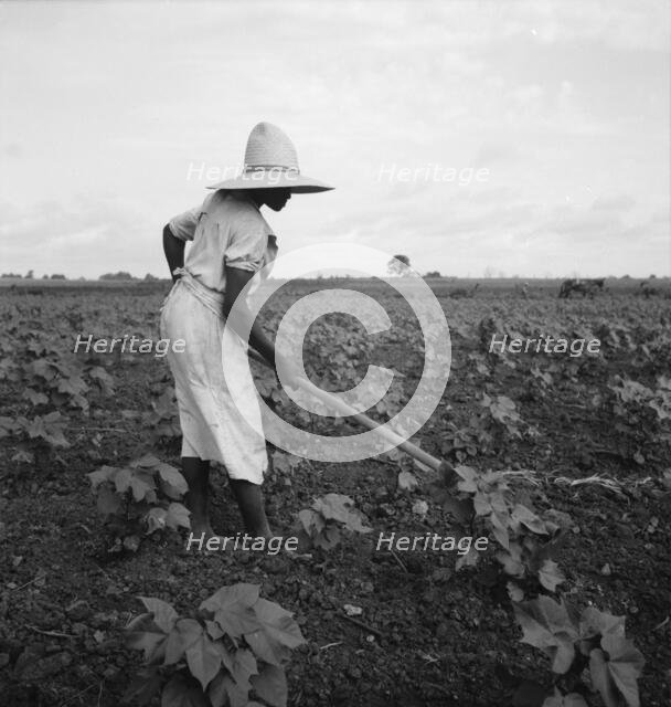 Alabama Negro working in field near Eutaw, Alabama, 1936. Creator: Dorothea Lange.