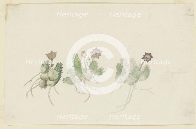 Orbea verrucosa (Masson) L.C. Leach. (Hirsute stapelia), 1777-1786. Creator: Robert Jacob Gordon.