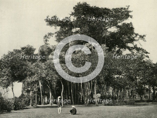 'The Banyan Tree, Barrackpore, 1870', (1925). Creator: Unknown.