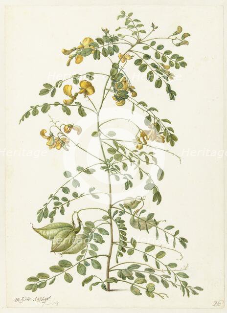 Bladder bush (Colutea arborescens), 1682. Creator: Herman Saftleven the Younger.