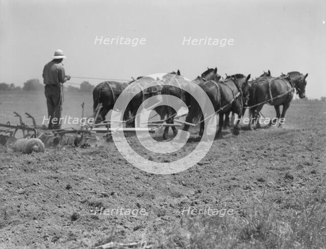 Seven-horse disc used in cultivating corn, Tulare County, California, 1937. Creator: Dorothea Lange.