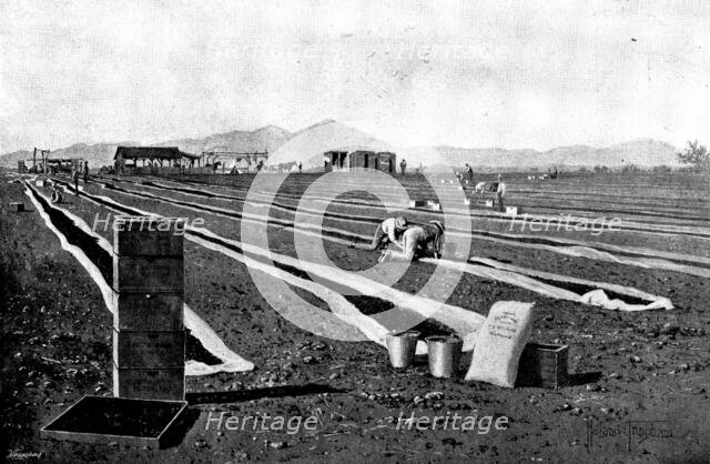 Fruit-Growing in California: drying prunes, 1895. Creator: George Meisenbach.