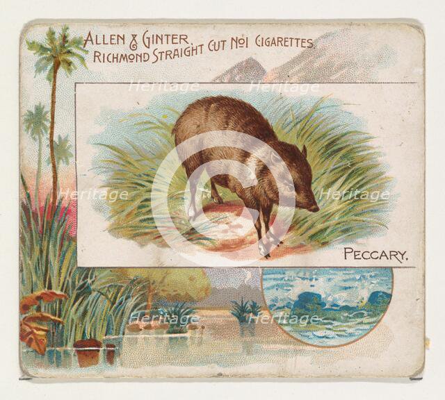Peccary, from Quadrupeds series (N41) for Allen & Ginter Cigarettes, 1890. Creator: Allen & Ginter.