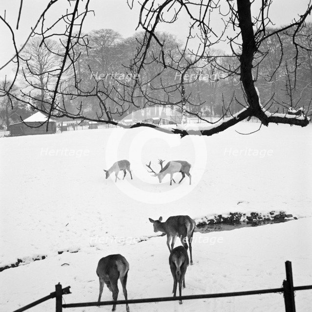 Deer in Golders Hill Park, Hendon, London, 1960-1965. Artist: John Gay