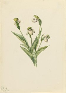 Northern Lady's Slipper (Cypripedium passerinum), 1916. Creator: Mary Vaux Walcott.