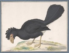A Black Curassow, n.d.. Creator: Johannes Bronckhorst.