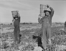 Pea pickers coming into the weigh master, near Calipatria, California, 1939. Creator: Dorothea Lange.