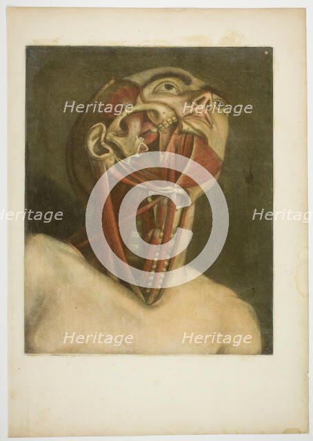 Neck Muscles, plate three from Complete musculature in Natural Size and Color, 1746. Creator: Jacques Fabian Gautier Dagoty.