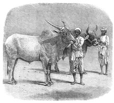 Agricultural Exhibition at Roorkee, North-West Provinces of India: prize field-bullocks, 1864. Creator: Unknown.