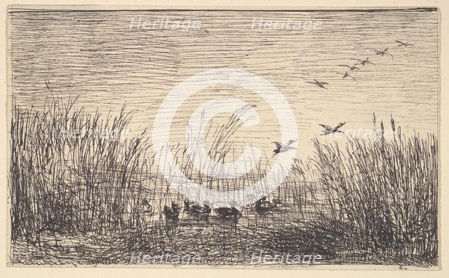 Ducks in the Marshes, [1862], reprinted 1921. Creator: Charles Francois Daubigny.