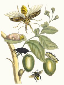 Tabrouba. From the Book Metamorphosis insectorum Surinamensium, 1705. Creator: Merian, Maria Sibylla (1647-1717).