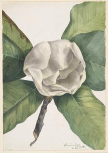 Southern Magnolia (Magnolia grandiflora), 1918. Creator: Mary Vaux Walcott.