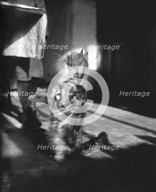 Cat, Kilternan Abbey, Golden Ball, Ireland, c1895. Creator: Robert Augustus Henry L'Estrange.
