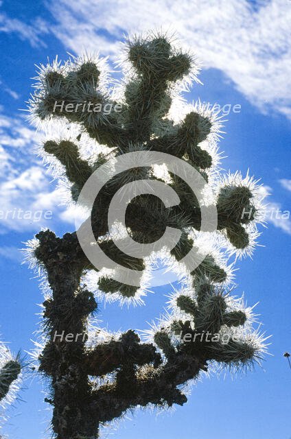 Blue Cactus. Creator: Robert Manno.