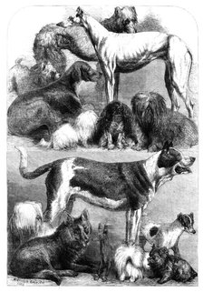 Prize dogs from the exhibition at the Agricultural Hall, Islington, 1862. Creator: Unknown.