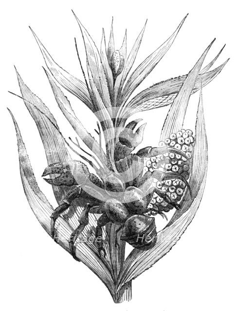 The Robber Crab (Birgus latro), 1857. Creator: Unknown.