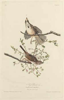 Song Sparrow, 1827. Creator: Robert Havell.