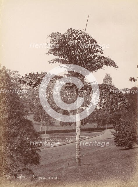 Wine Palm, Caryota Urens, 1860s-70s. Creator: Unknown.