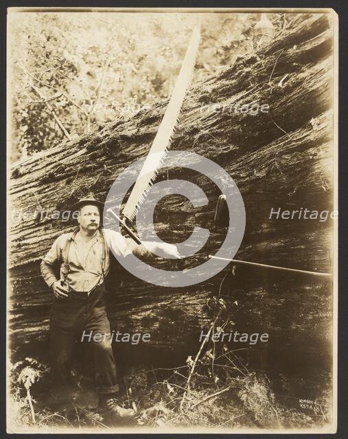 Logger and felled tree, about 1910-1945. Creator: Darius Kinsey.