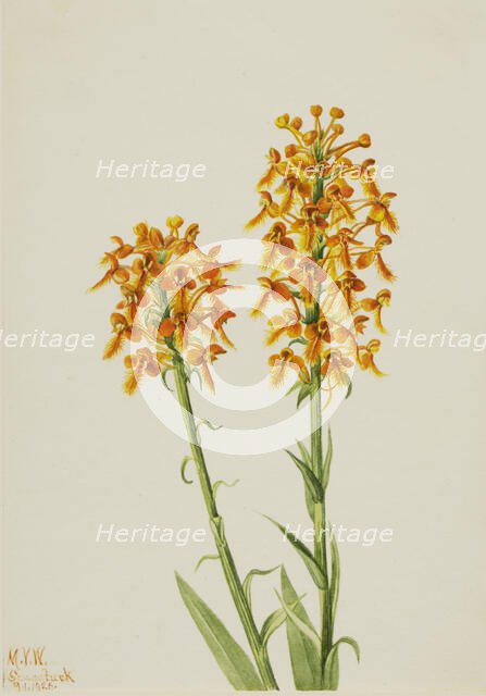 Yellow Fringe Orchid (Habenaria ciliaris), 1926. Creator: Mary Vaux Walcott.