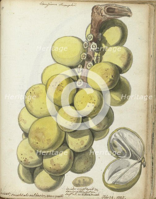 Langsat, a Javanese fruit, 1785. Creator: Jan Brandes.