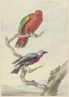 Two birds, including a red-green parrot, 1720-1792. Creator: Aert Schouman.