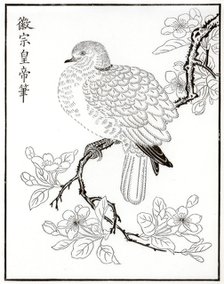 Dove, 1886. Artist: Unknown