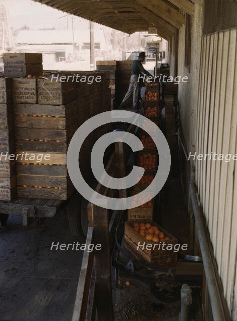 Growers bringing in their crop to a co-op orange packing plant, Redlands, Calif. , 1943. Creator: Jack Delano.
