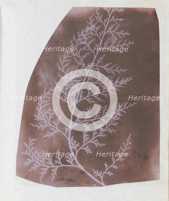 Wrack, 1839. Creator: William Henry Fox Talbot.