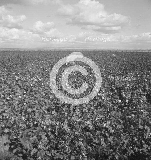 Migratory field workers picking cotton in the San Joaquin Valley, California, 1938. Creator: Dorothea Lange.