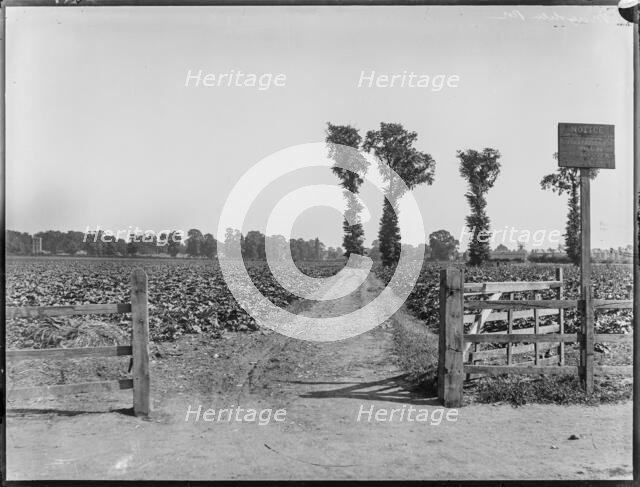 Magdalen Road, Earlsfield, Wandsworth, Greater London Authority, 1900-1915. Creator: William O Field.