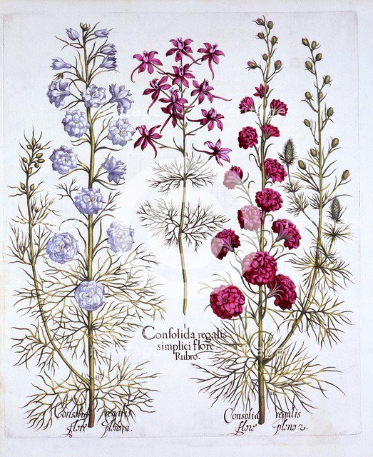 Varieties of Larkspur, from 'Hortus Eystettensis', by Basil Besler (1561-1629), pub. 1613 (hand-colo