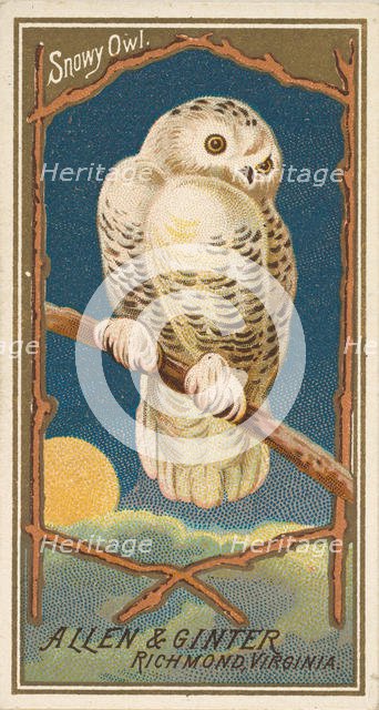 Snowy Owl, from the Birds of America series (N4) for Allen & Ginter Cigarettes Brands, 1888. Creator: Allen & Ginter.