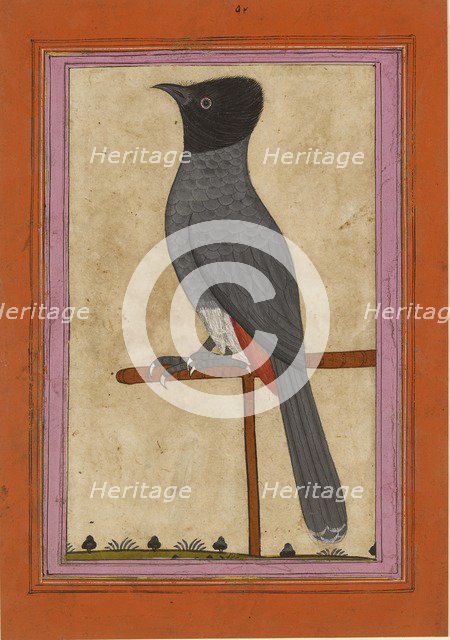 Red-vented Bulbul, early 19th century. Artist: Unknown.