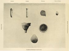 'Marine Organisms, (Magnification 1 1/2)', c1908, (1909).  Artist: Unknown.