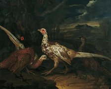 Pheasants, 1745. Creator: Philipp Ferdinand de Hamilton.