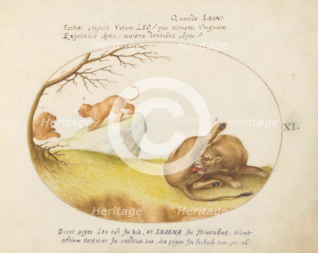 Animalia Qvadrvpedia et Reptilia (Terra): Plate XI, c. 1575/1580. Creator: Joris Hoefnagel.