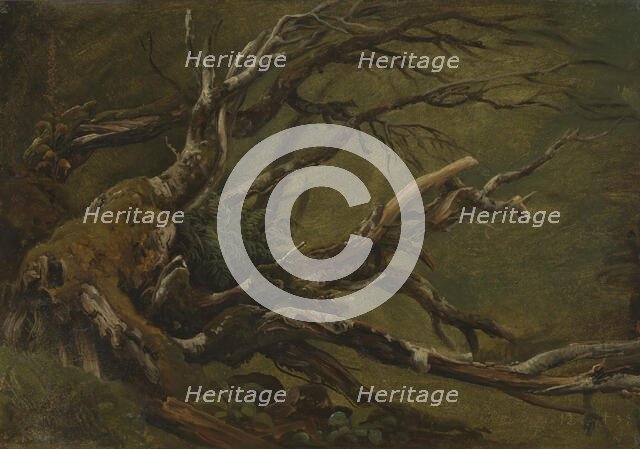 Study of decaying Tree, 1837. Creator: Thomas Fearnley.